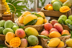When is Indian Mango Season?