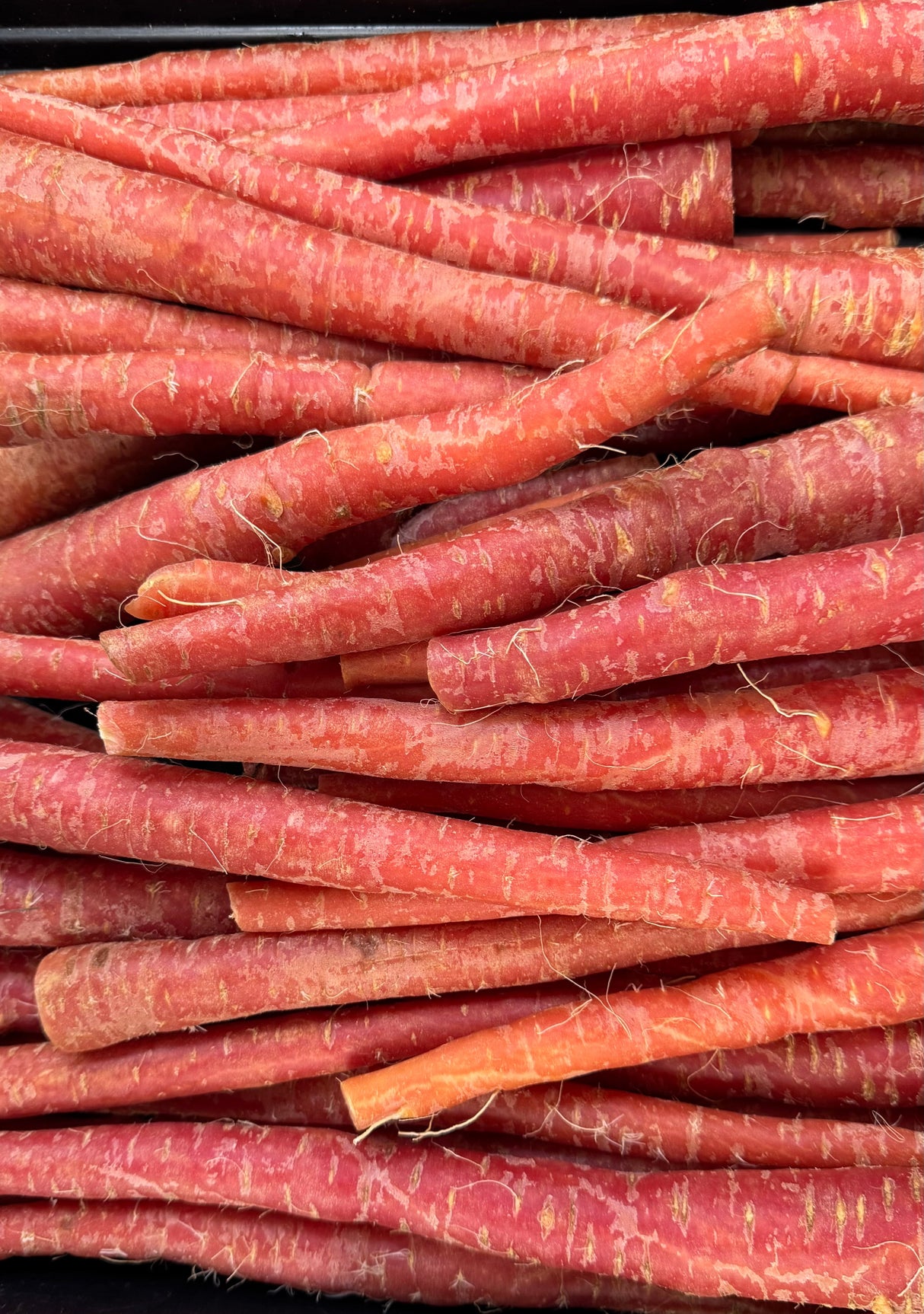 Carrot | Gajar| Gajjara Gadda