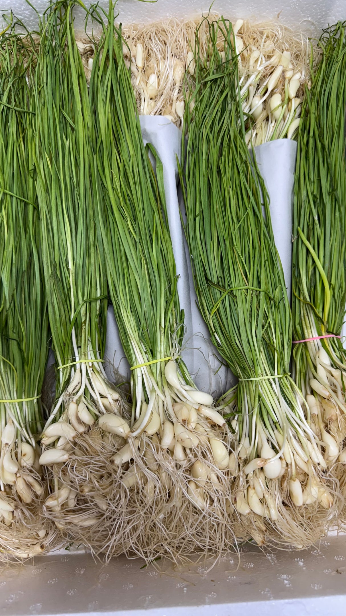 Fresh Green Garlic Bunch (Lilu Lasan)