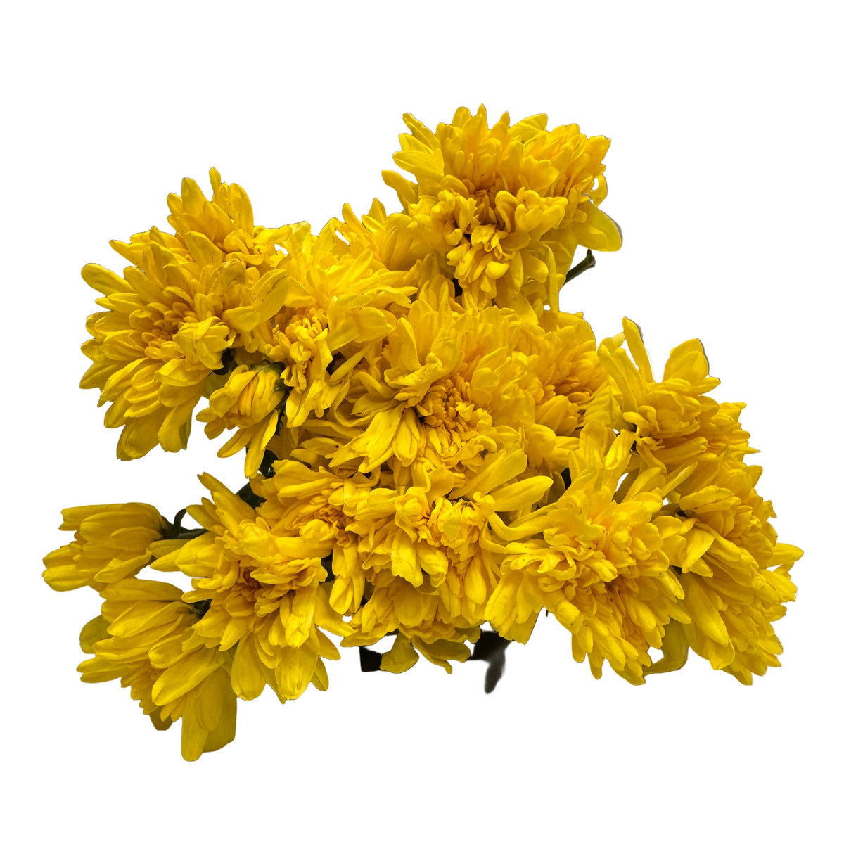 Sevanti | Yellow Chandramallika | Fresh Flower