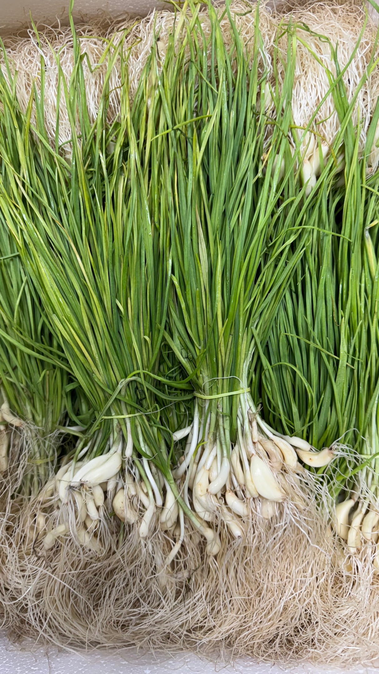 Fresh Green Garlic Bunch (Lilu Lasan)