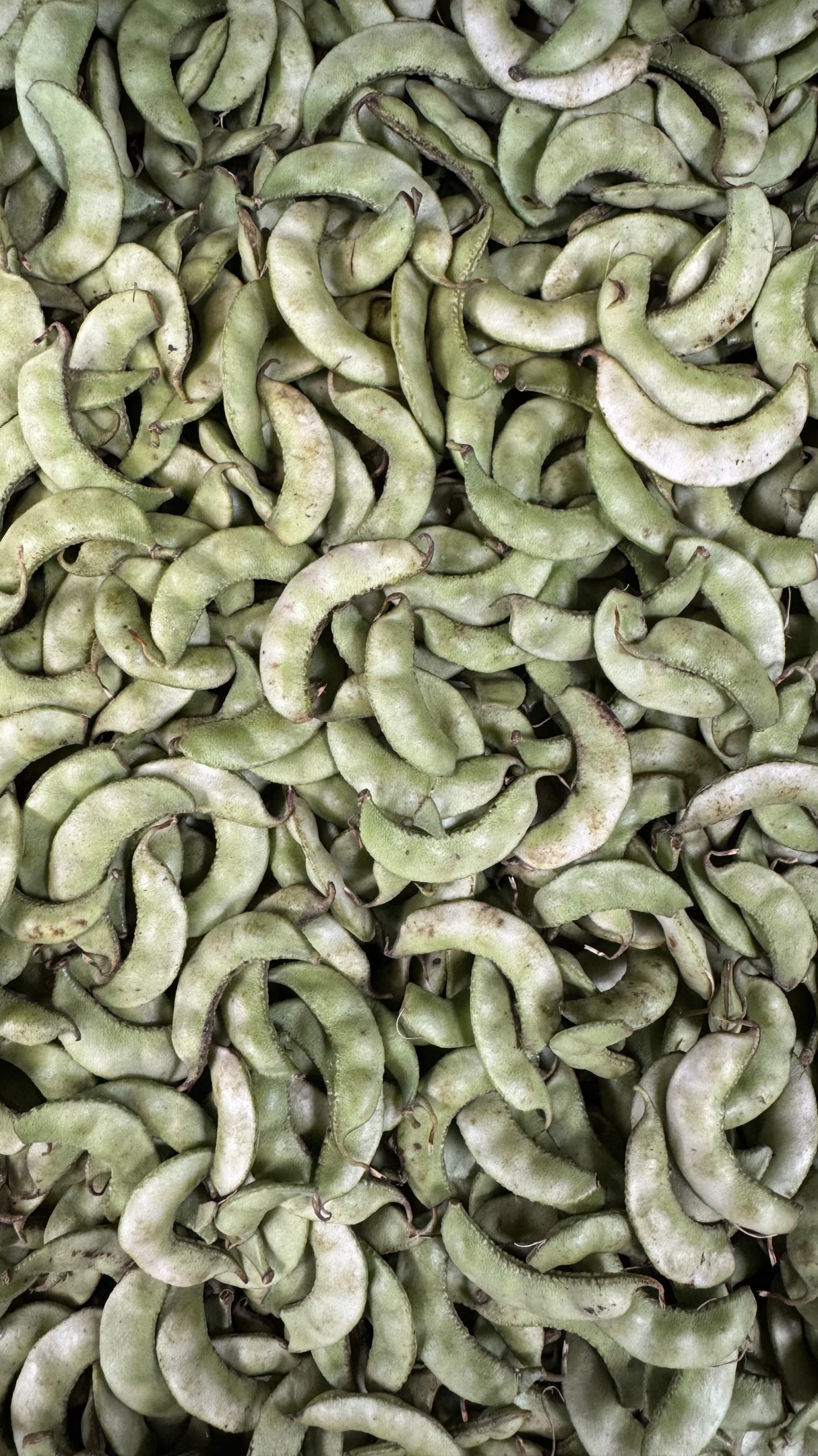 Surti Papdi