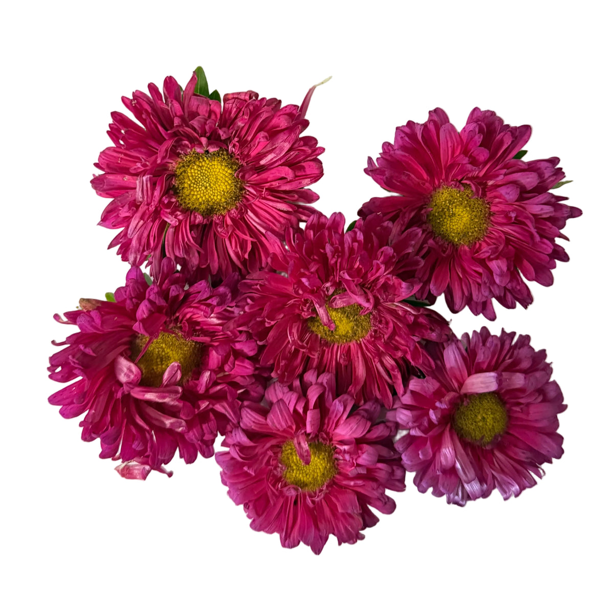 Purple | Saventi | Mallika | Fresh Flower