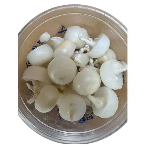Shiv Jyot White