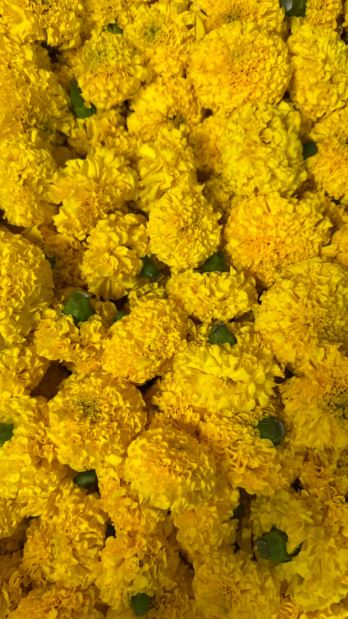 Marigold Flower (Yellow & Orange Mix)