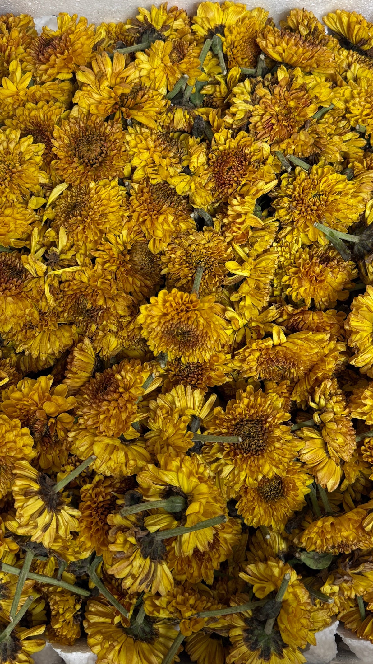 Dark Yellow | Saventi | Mallika | Fresh Flower