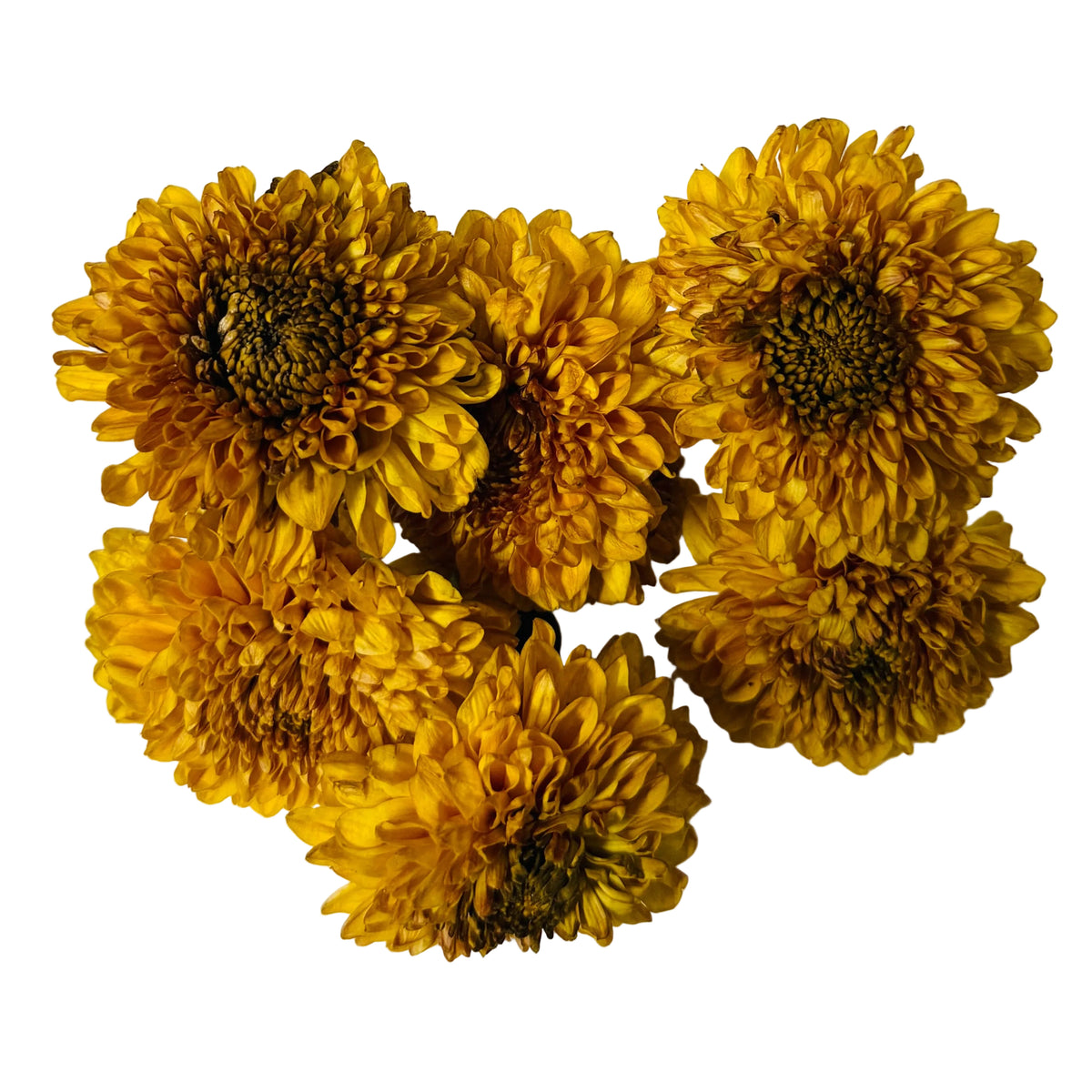 Dark Yellow | Saventi | Mallika | Fresh Flower