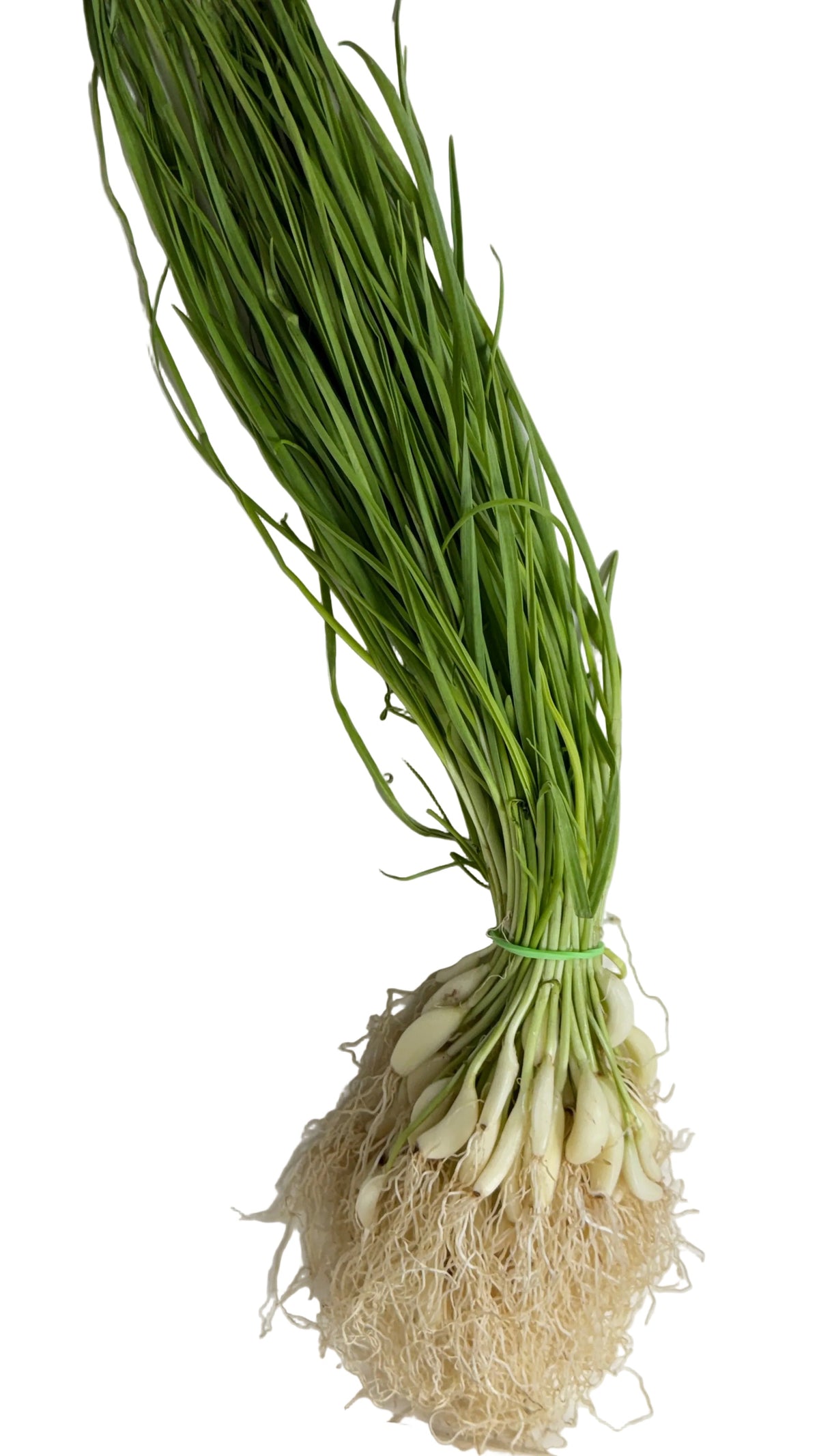 Fresh Green Garlic Bunch (Lilu Lasan)