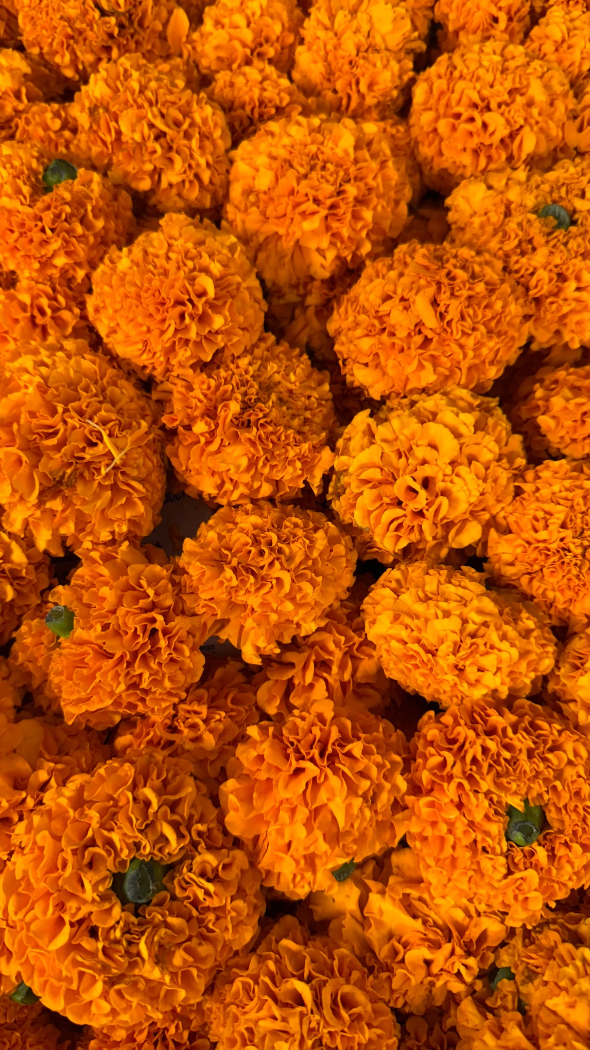 Marigold Flower (Yellow & Orange Mix)