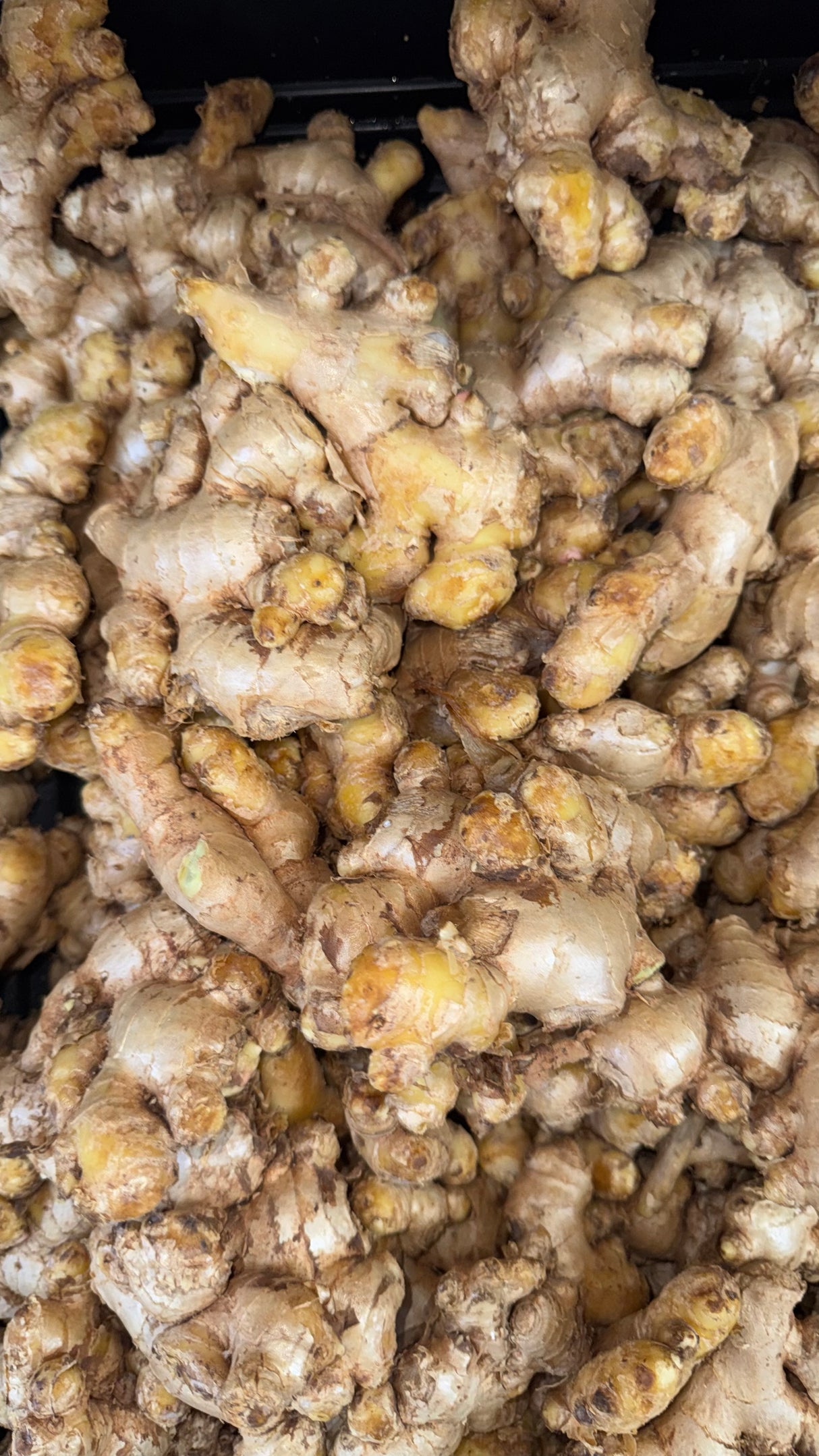 Desi Ginger (Strong)