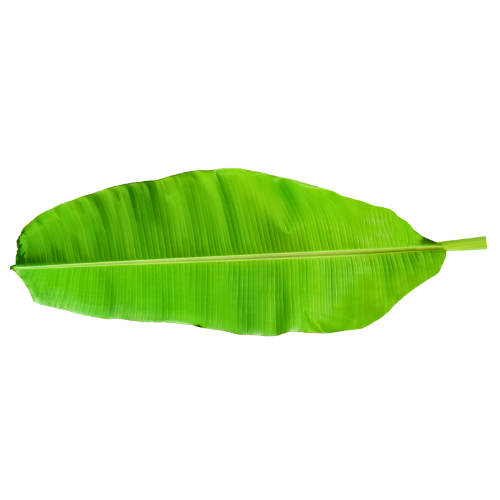 Banana Leaves