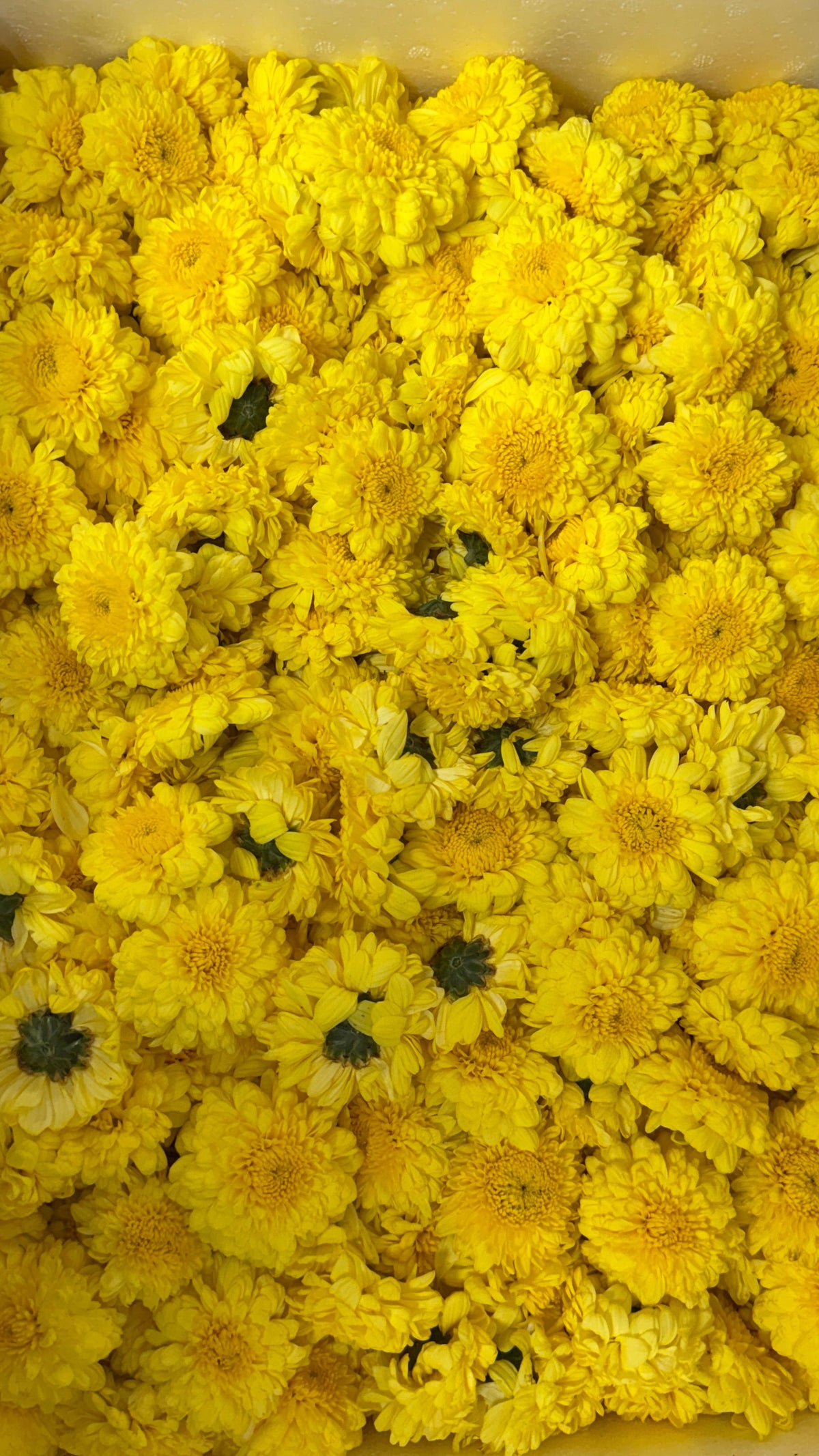 Yellow | Saventi | Mallika | Fresh Flower