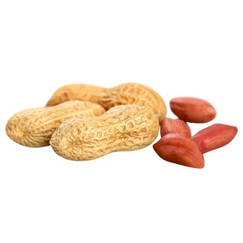 Fresh Peanut