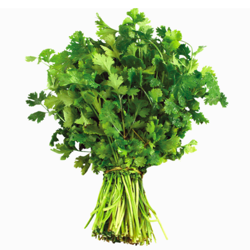 Coriander Bunch | Hara Dhania| Kothmir| Kothimbir| Kothamalli| Kothimeera