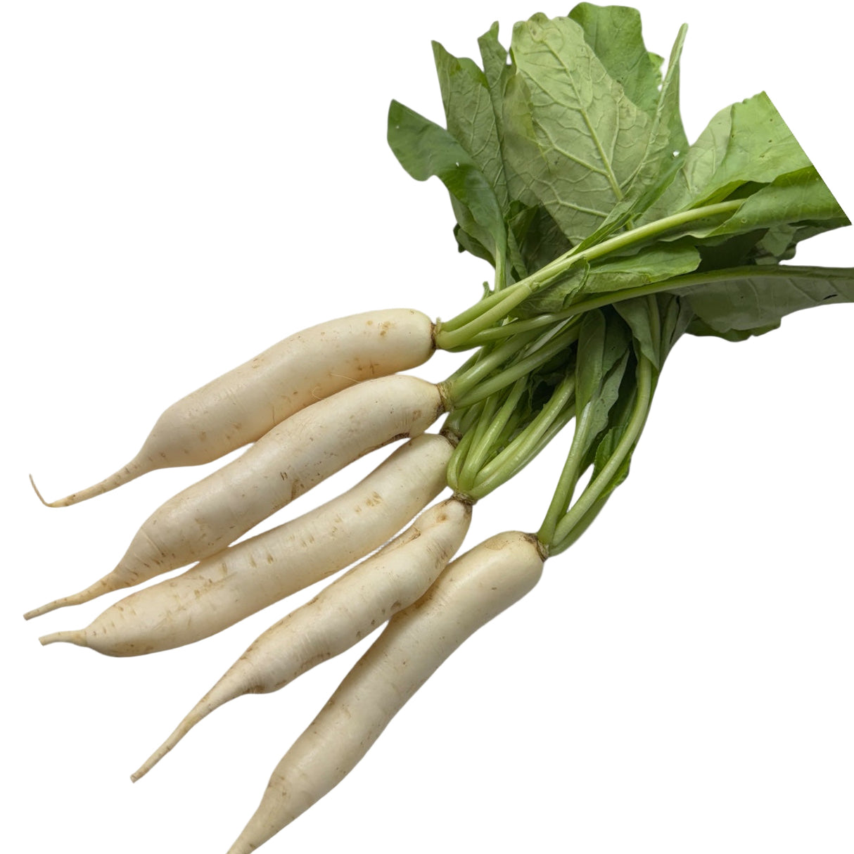 Mooli (Radish)