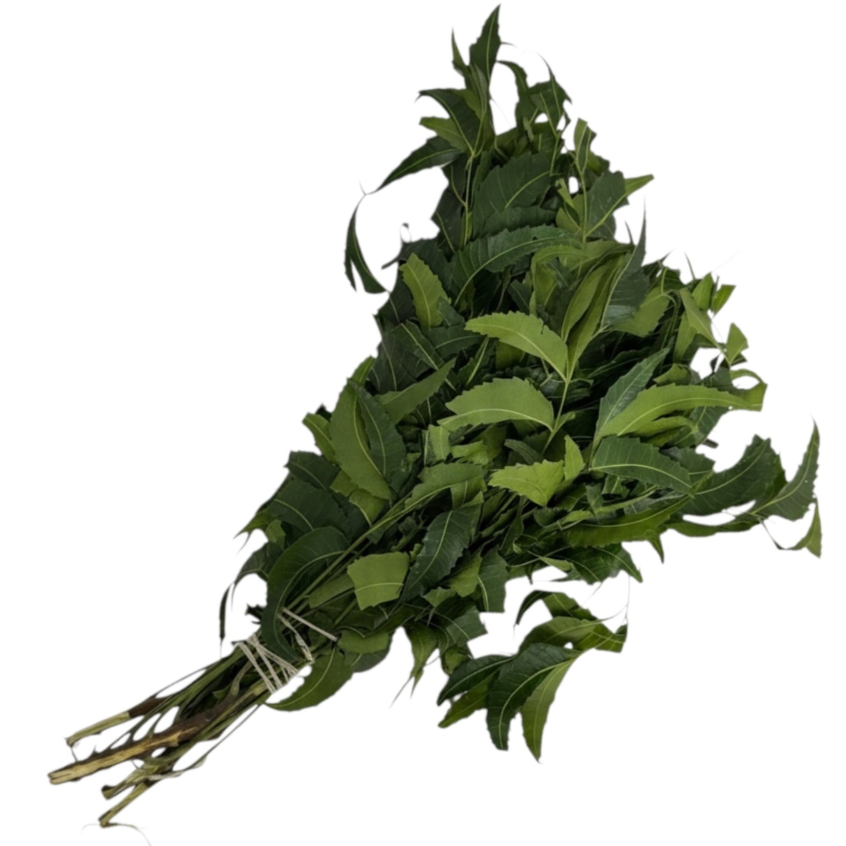 Fresh Neem Leaves (Kadvo Limbdo)