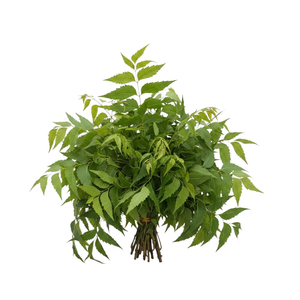 Fresh Neem Leaves|Kadvo Limbdo| Kadulimbachi Pane|Veppilai|