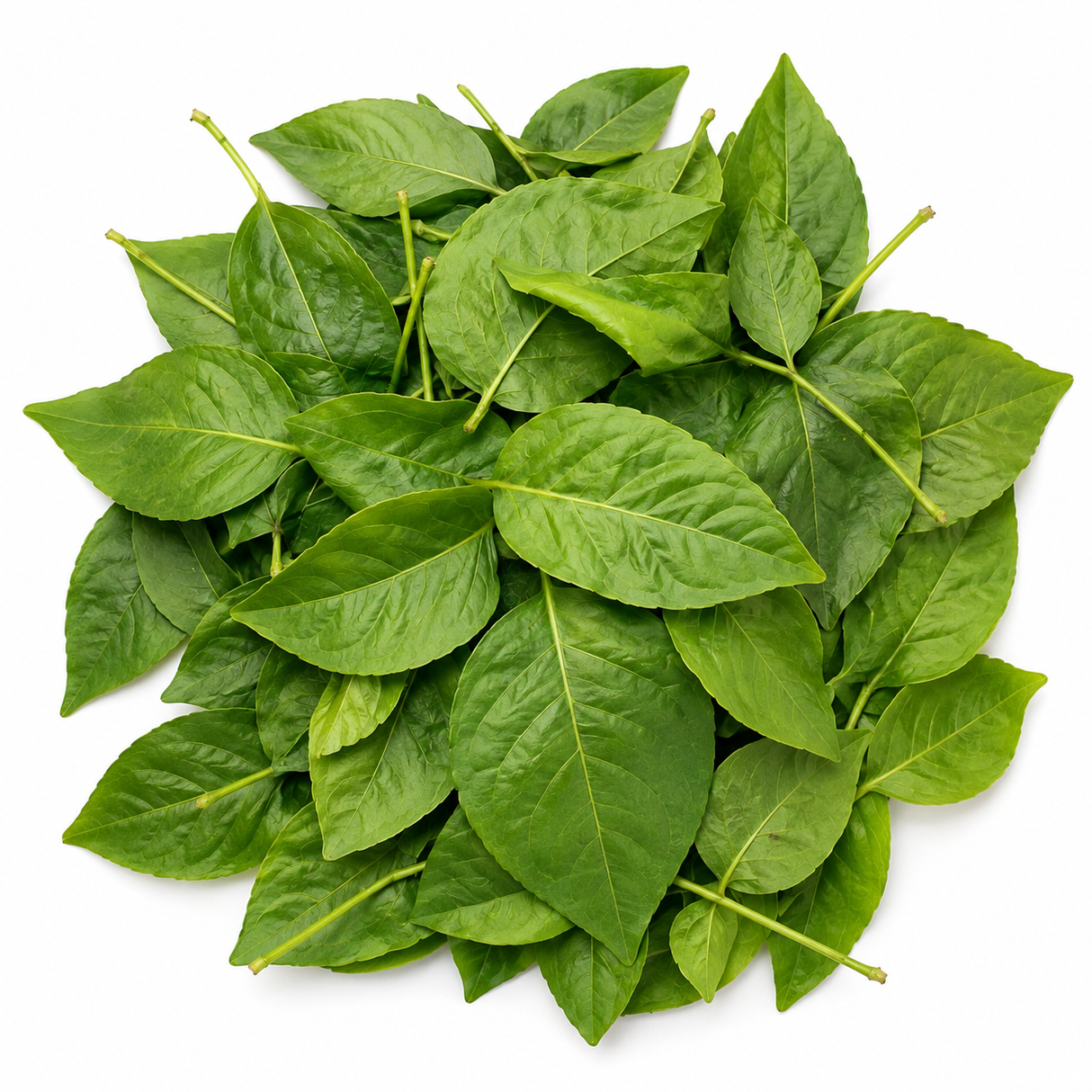 Bel Patra Leaves |Bilva leaves|