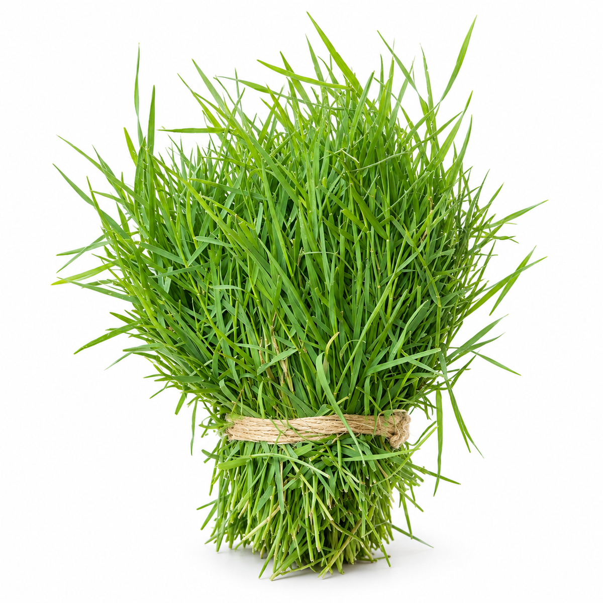 Durva | Bermuda Grass | Doob | Garike | Daroi | Kuruka |
