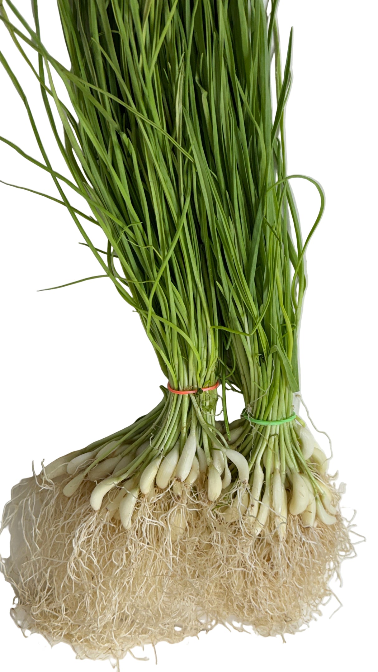 Fresh Green Garlic Bunch (Lilu Lasan)