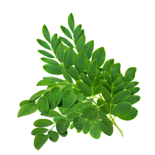 Moringa Leaves