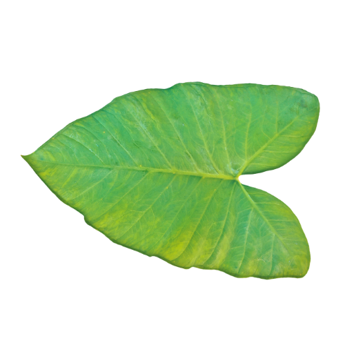 Patra Leaves