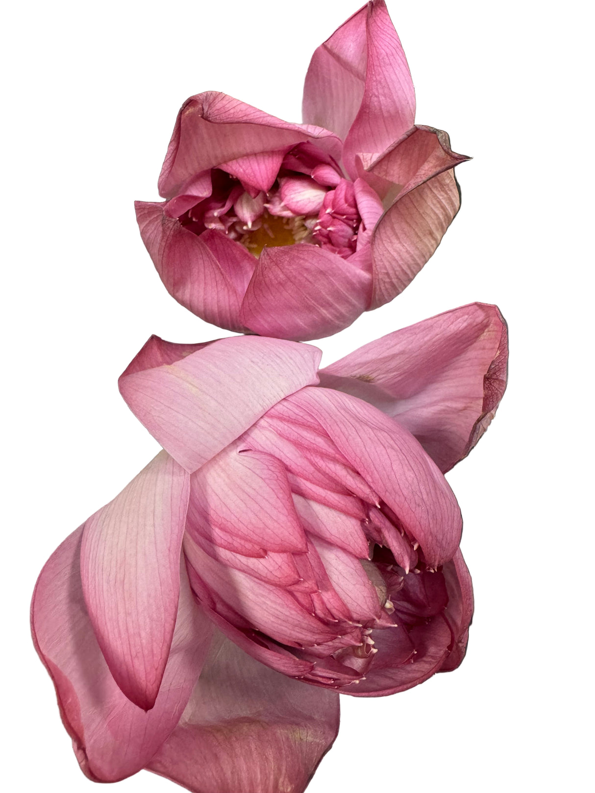 Fresh Lotus Flower