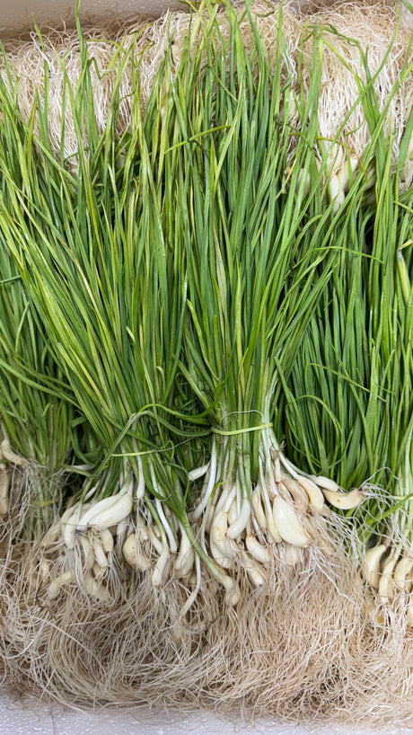 Fresh Green Garlic Bunch (Lilu Lasan)
