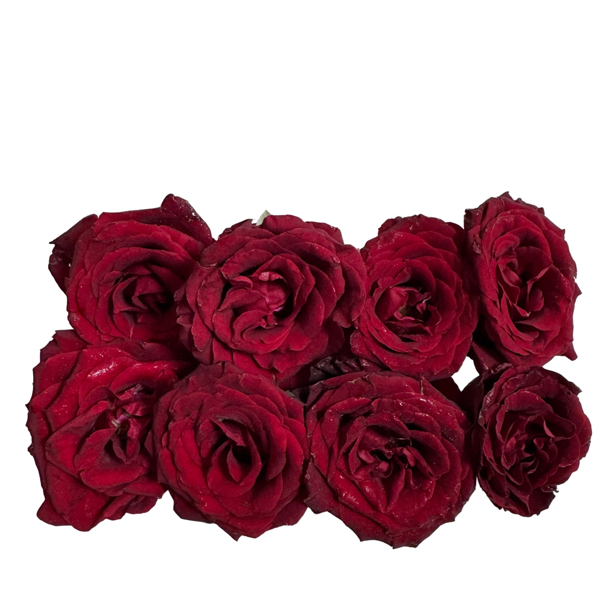 Fresh Desi Rose Flowers