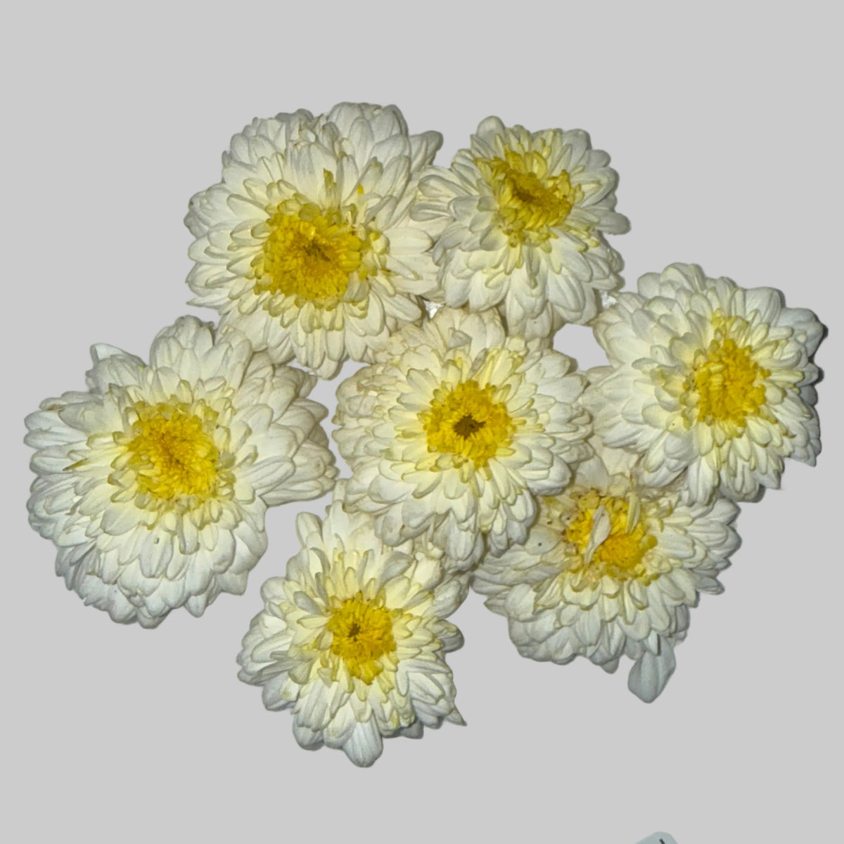 White | Saventi | Mallika | Fresh Flower