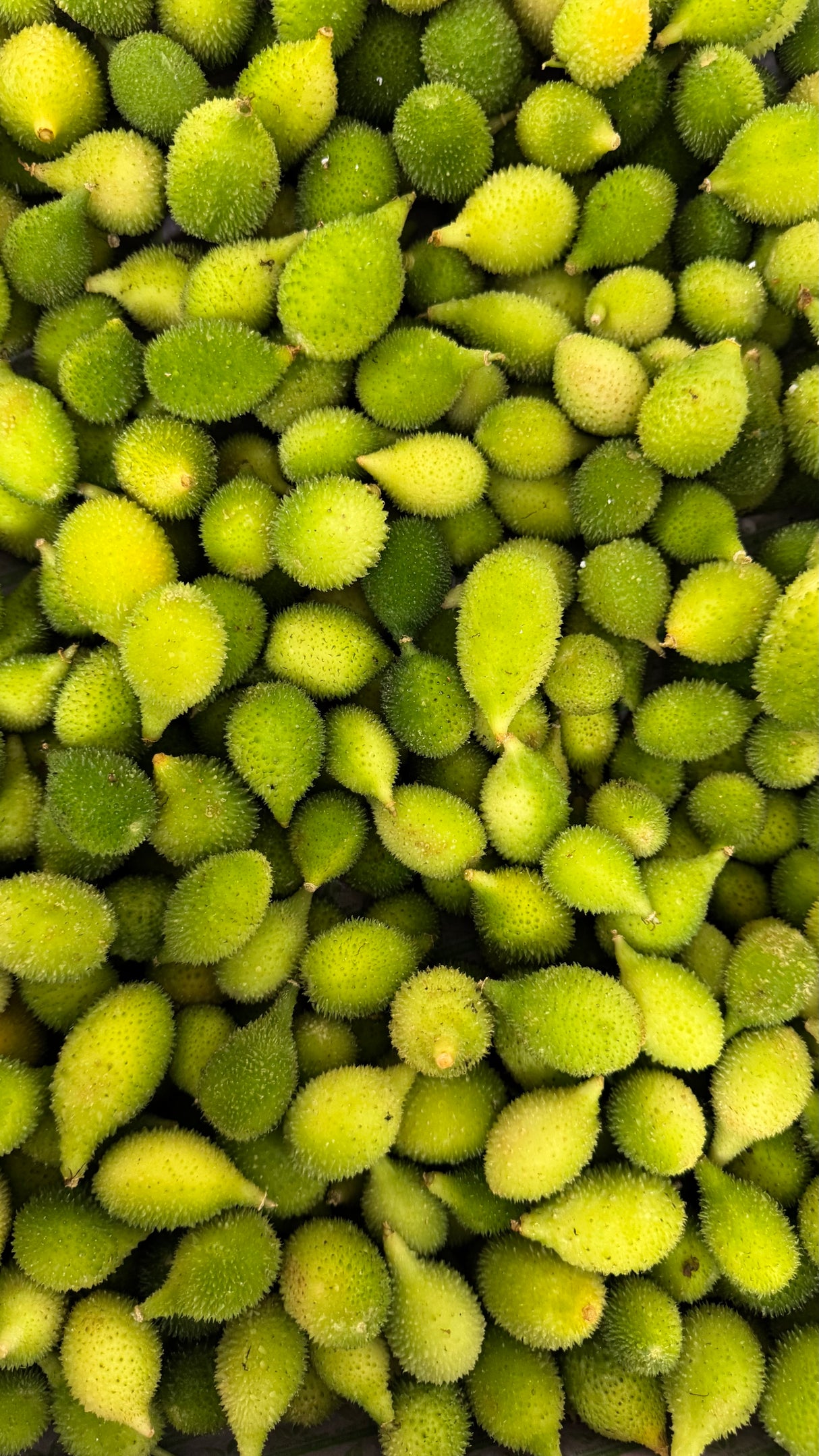Kantola