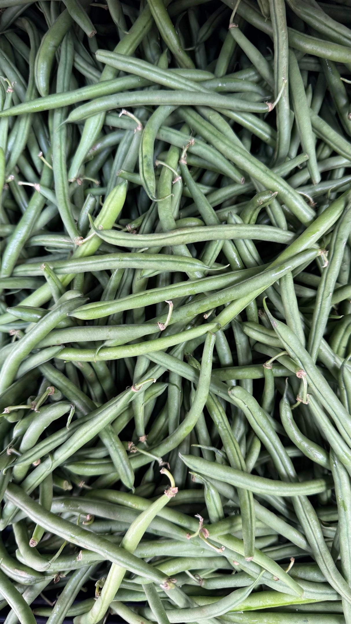 Fansi (Bobby Beans)