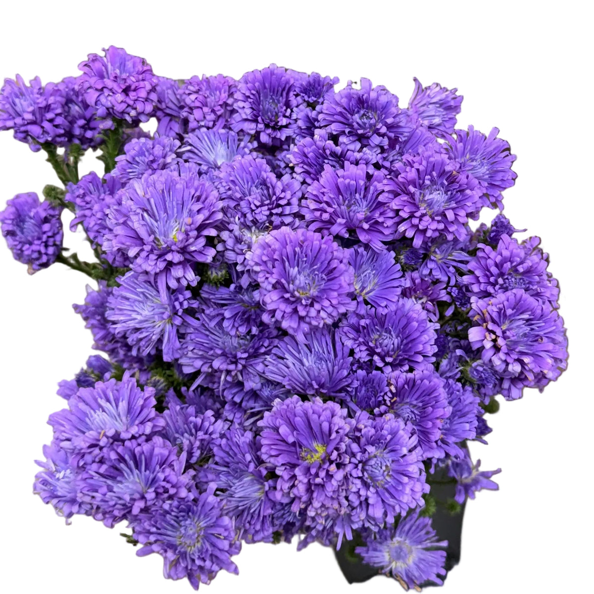 Purple | Saventi | Mallika | Fresh Flower