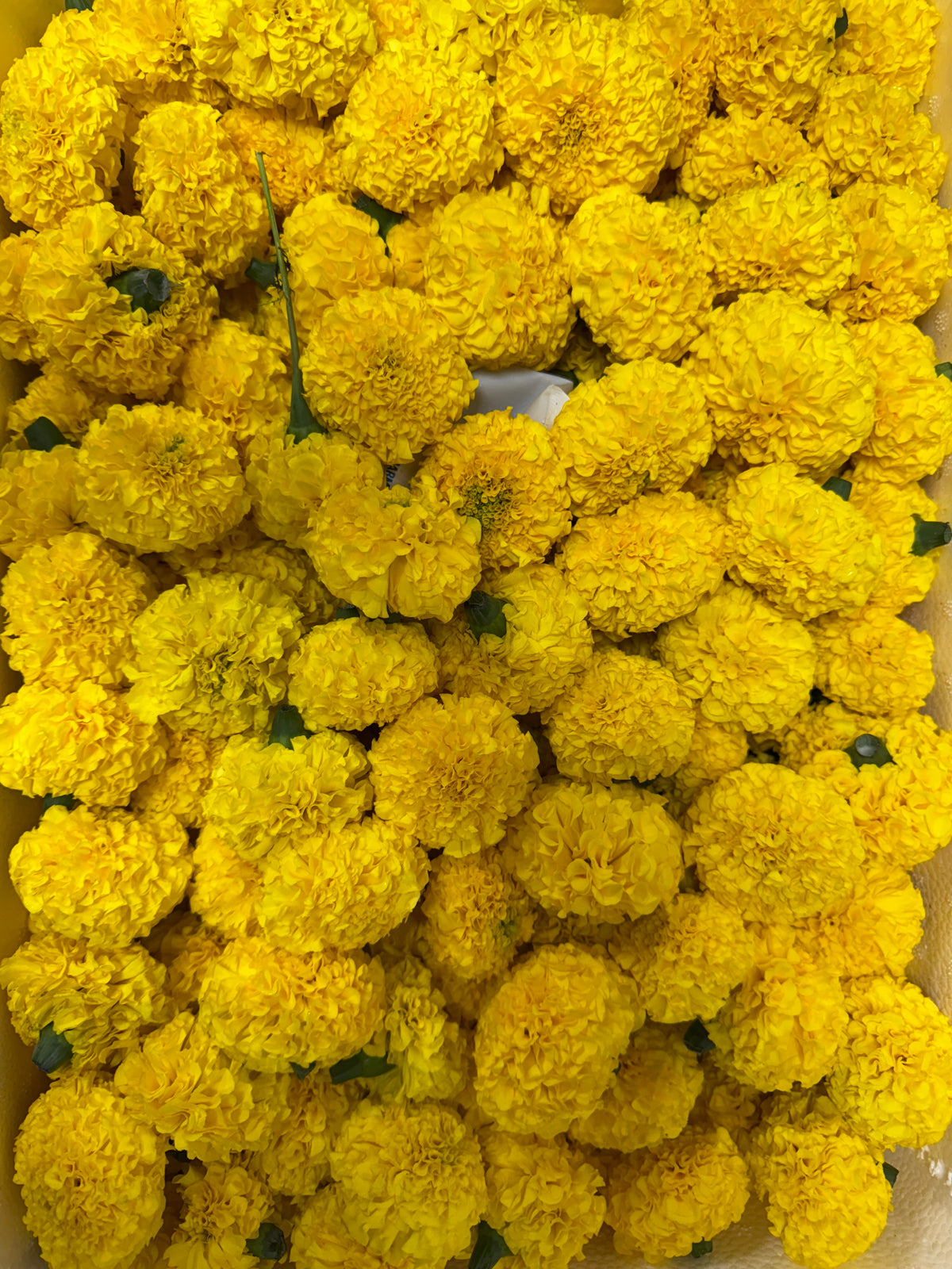 Yellow | Genda | Galgoto | Marigold |Flower