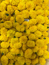 Yellow | Genda | Galgoto | Marigold |Flower