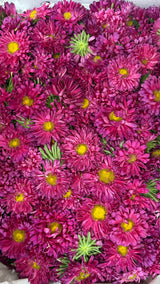 Purple | Saventi | Mallika | Fresh Flower