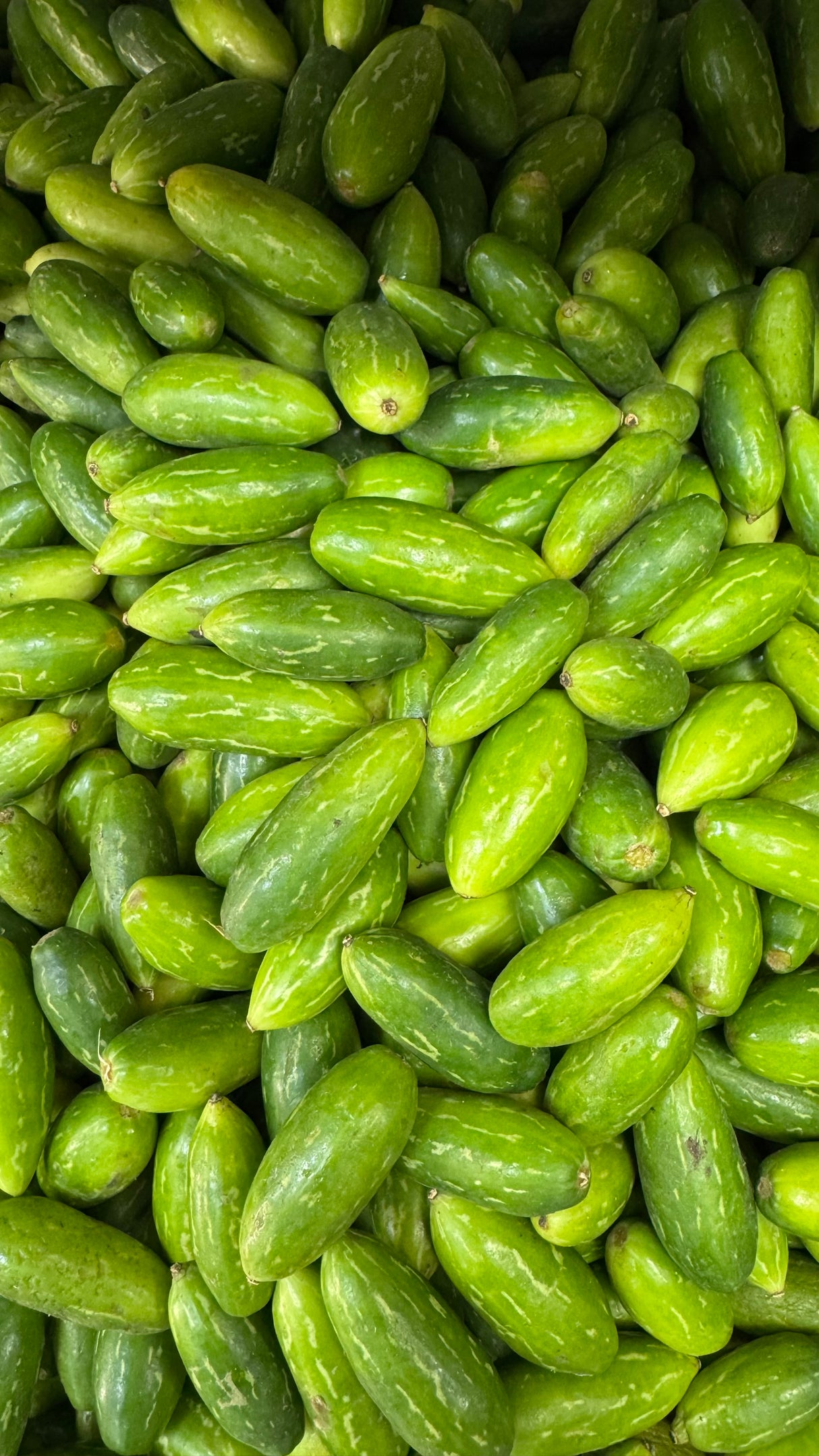 Tindora