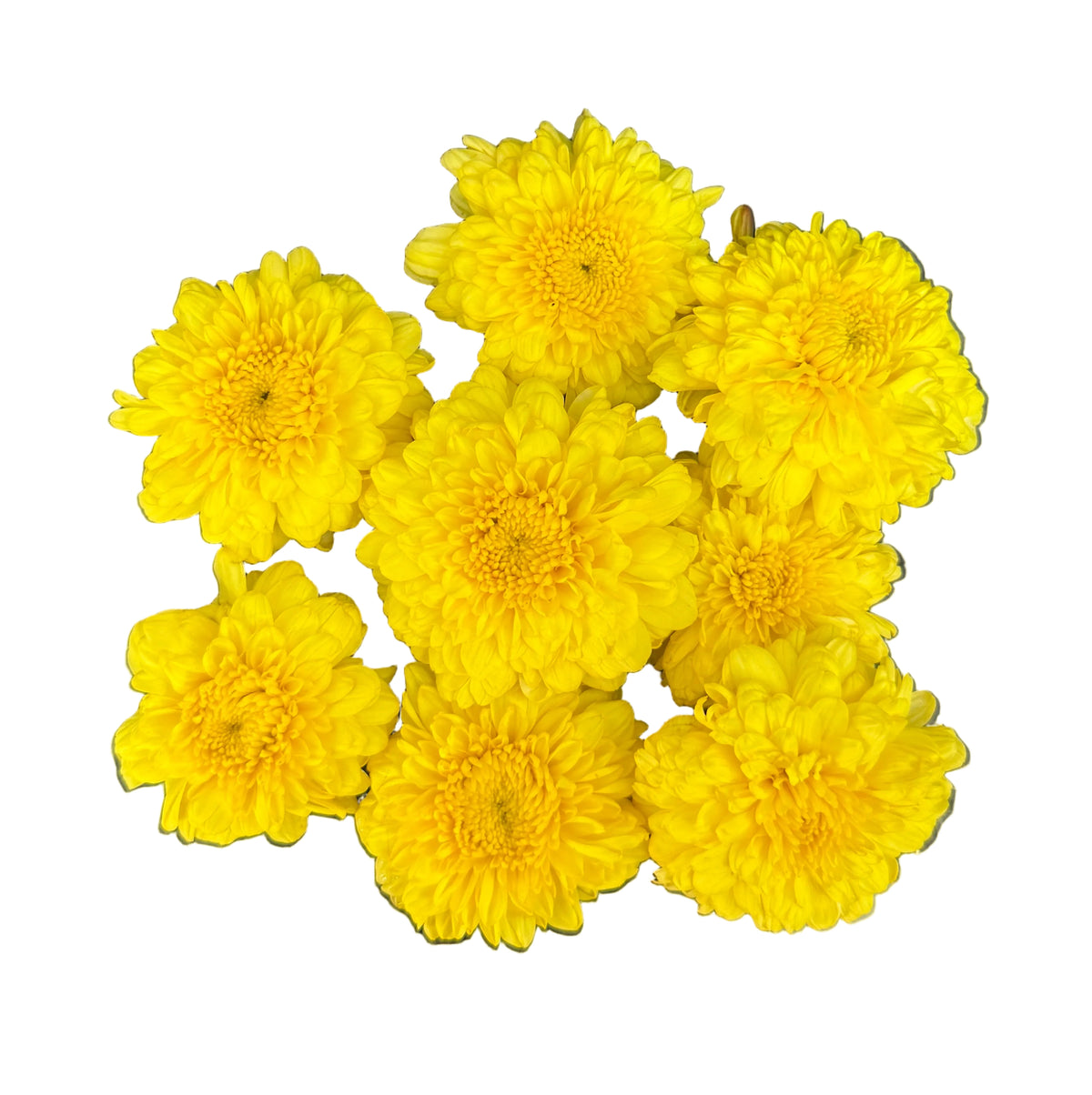 Yellow | Saventi | Mallika | Fresh Flower