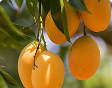 Royal Size Alphonso Mango 12pcs