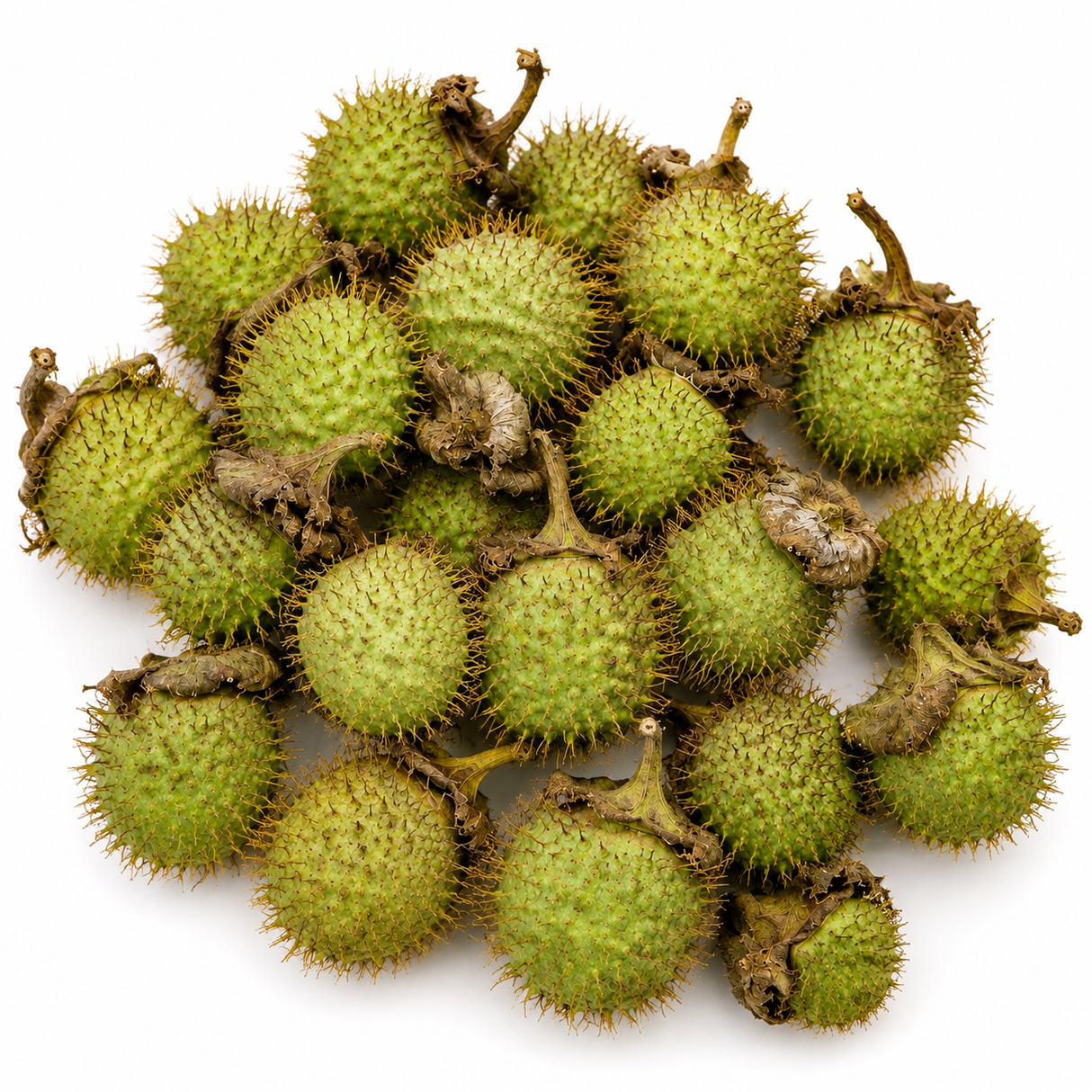 Dhatura |Thorn Apple|