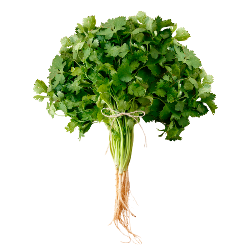 Coriander Bunch