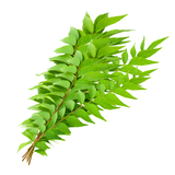 Curry Leaves | Mitho Limbo | Karivepaku | Kadhilimbachi Pana | Karuvepillai | Kariveppela |