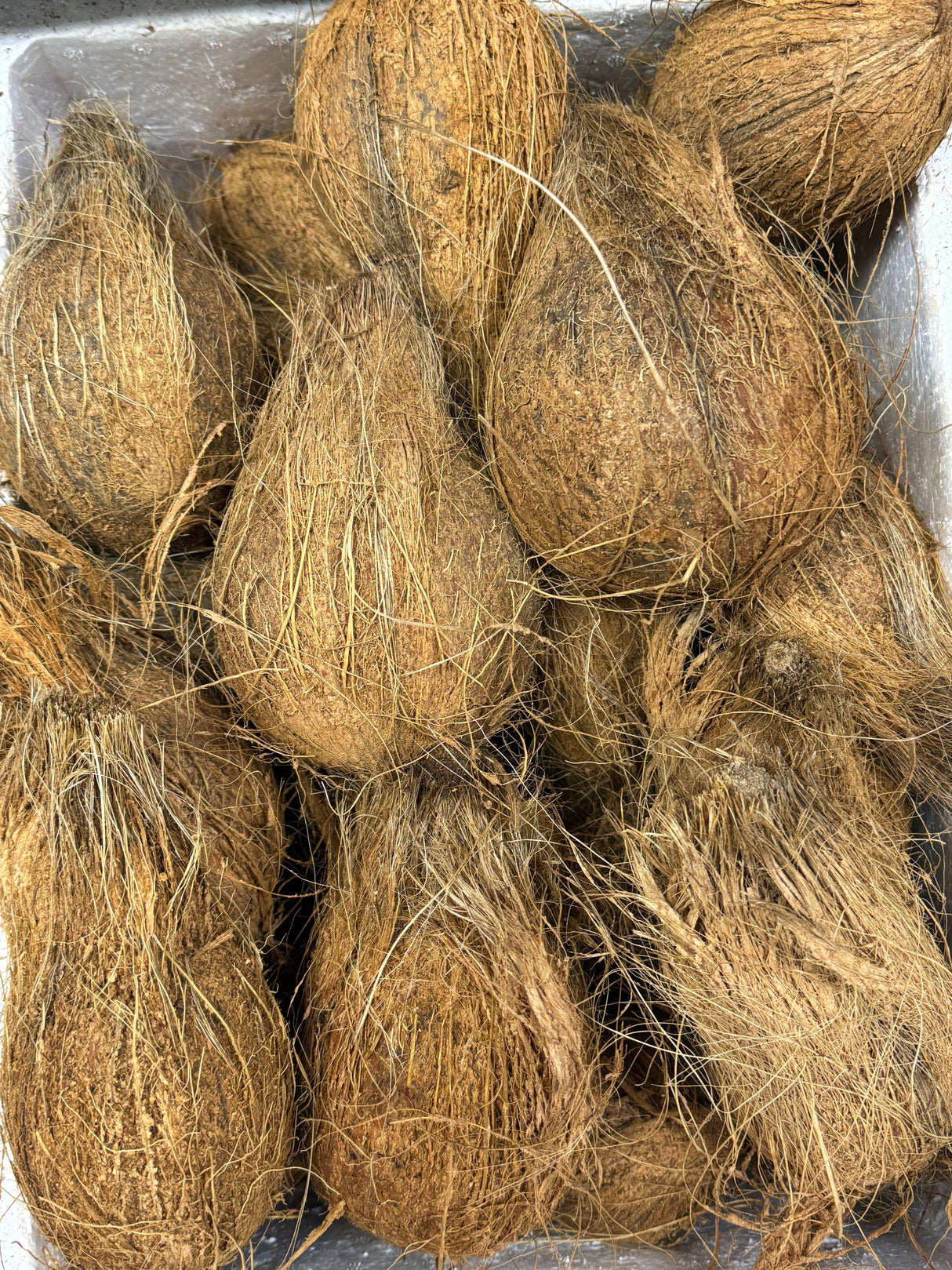 Coconut