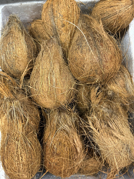 Coconut