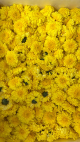 Yellow | Saventi | Mallika | Fresh Flower