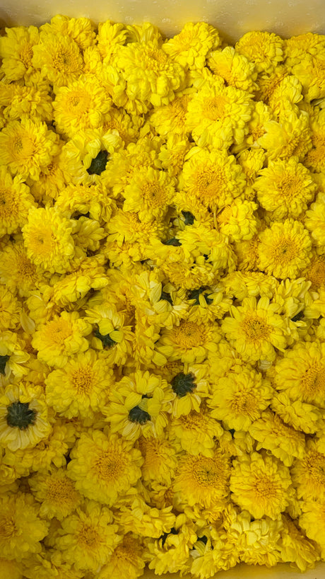 Yellow | Saventi | Mallika | Fresh Flower