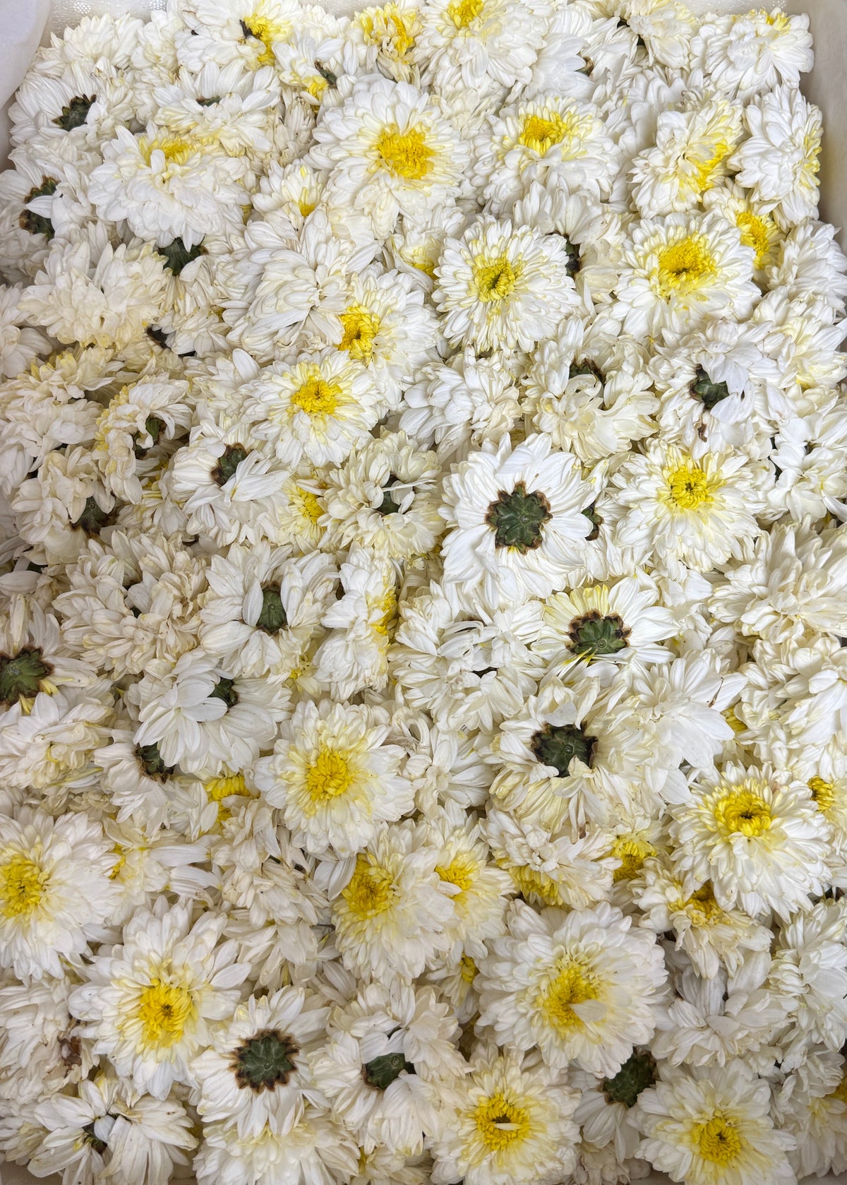 White | Saventi | Mallika | Fresh Flower