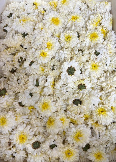 White | Saventi | Mallika | Fresh Flower