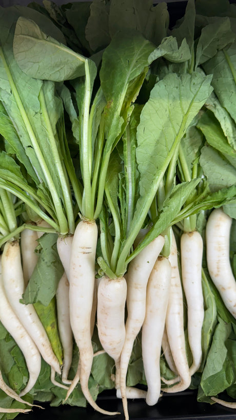 Mooli (Radish)