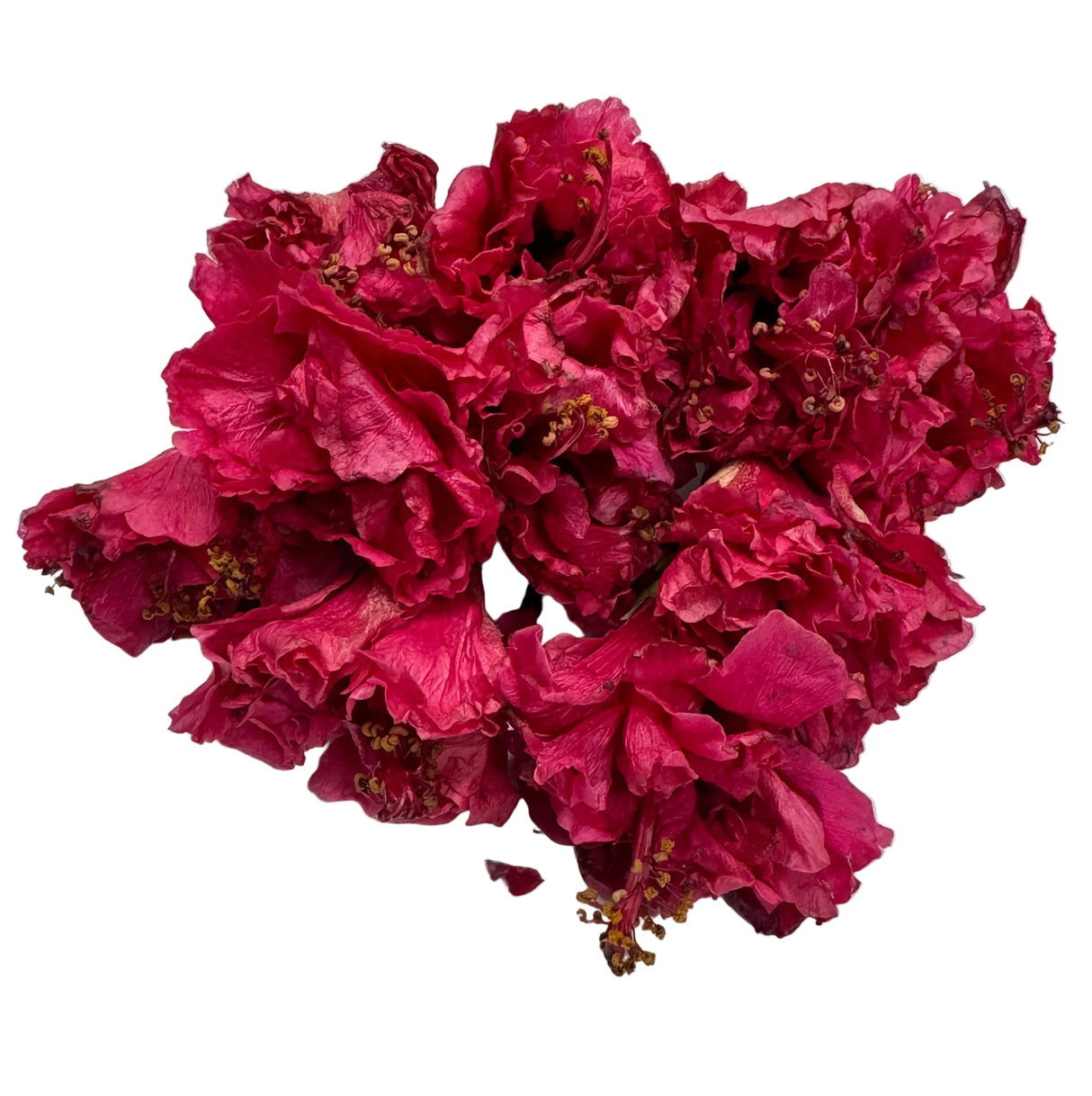 Jasud | Hibiscus | Jasvant | Fresh Flower